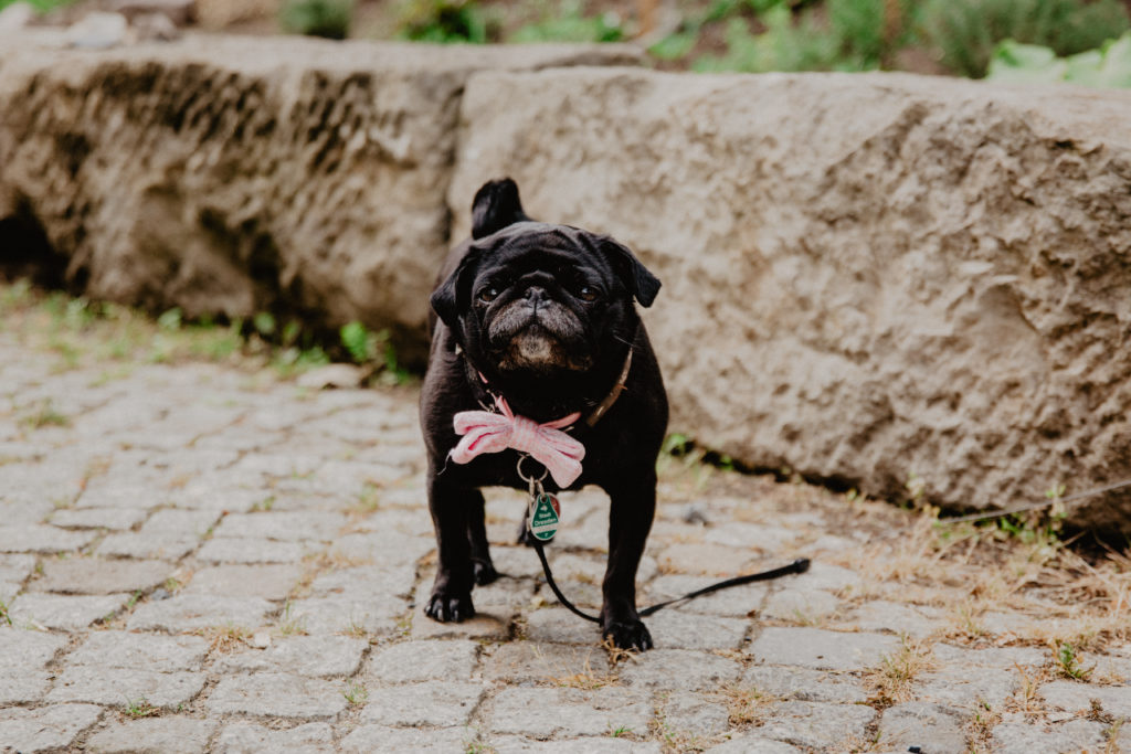 Hund zur Hochzeit